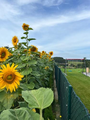 a field of sunflowers next to a fence at Apartament Nadziei in Chmielno