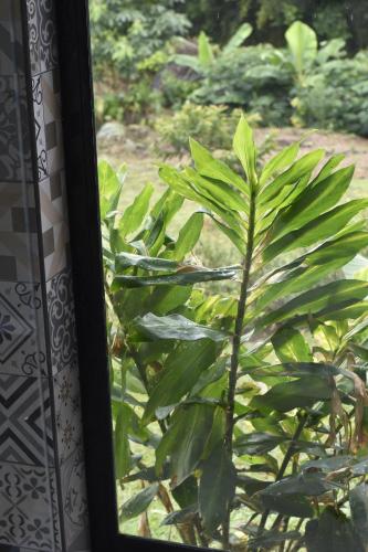 een groene plant wordt gezien door een raam bij Glamping La Montañita in Medellín