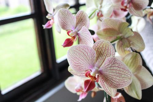a bunch ofidium orchids in front of a window at Siesta Guesthouse & Wedding Venue - Frankfort in Frankfort