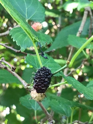 a blackberry is growing on a tree branch at Loft em chácara Espírito Santo in Espirito Santo Do Pinhal