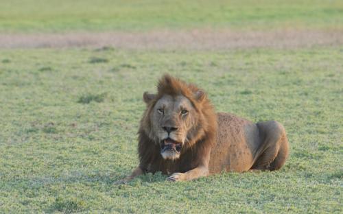 a lion laying in the grass in a field at Montebelo Gorongosa Lodge & Safari in Chitengo