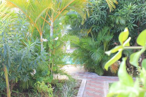a garden with palm trees and a brick walkway at LeBovallon B&B in Mahébourg