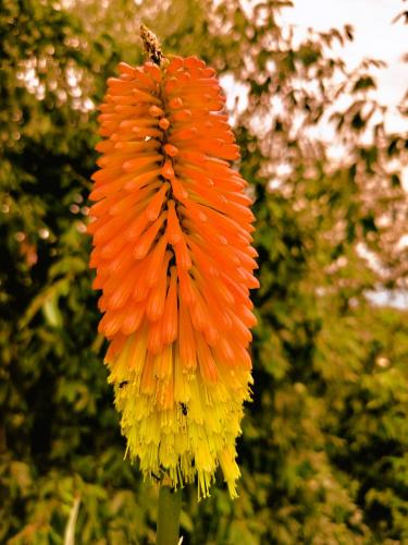 Jardín al aire libre en Quiet Place Himalayas