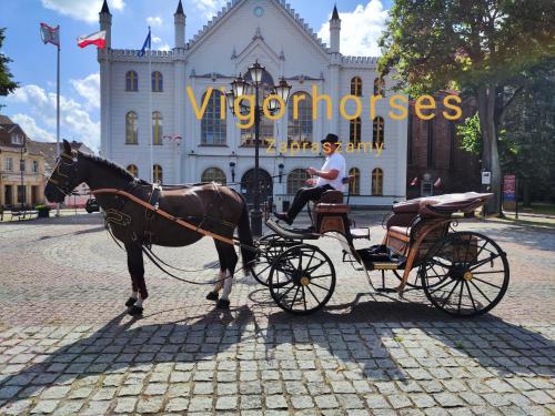 Επισκέπτες που μένουν στο Vigor Horses