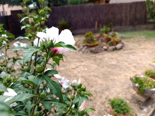 a garden with white flowers in a yard at Secrets of Montserrat in El Bruc