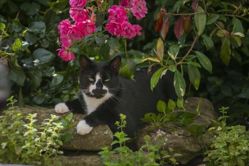 a black and white cat sitting on some flowers at Church Farm in Wilton