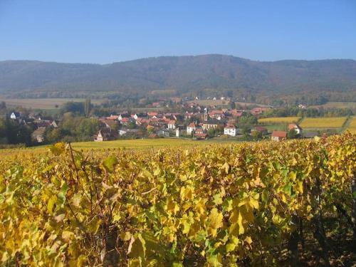 a field of vines with a village in the background at Gîte Vignoble de Cléebourg in Cleebourg