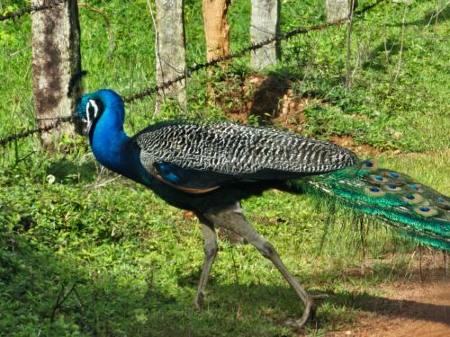 a peacock walking on the grass in a field at Farmhouse with Pool - Kalavady Farmstay in Baindūru