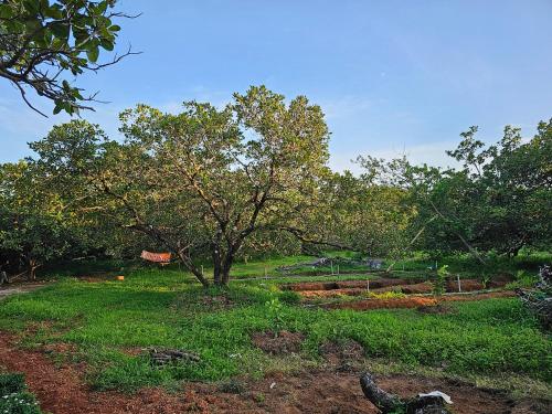 a tree in the middle of a grassy field at Farmhouse with Pool - Kalavady Farmstay in Baindūru