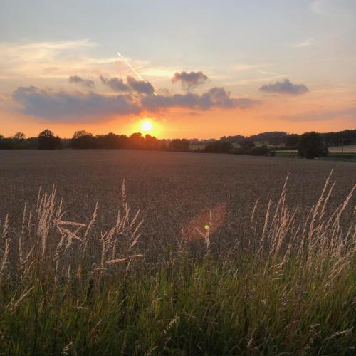 a field of tall grass with the sunset in the background at Tullesbo Sätesgård in Sjöbo