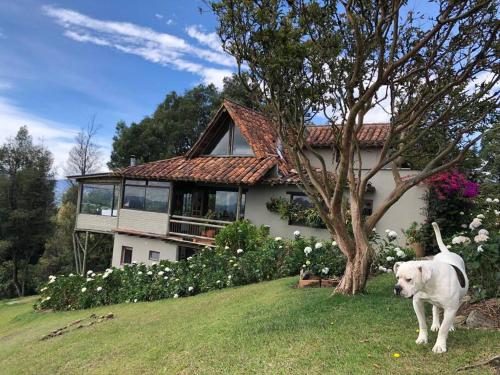a white dog standing in the grass in front of a house at LAS NUBES - Donde la energía fluye, el alma se cura in Rionegro