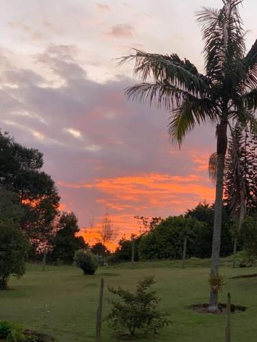 a palm tree in a field with a sunset at LAS NUBES - Donde la energía fluye, el alma se cura in Rionegro