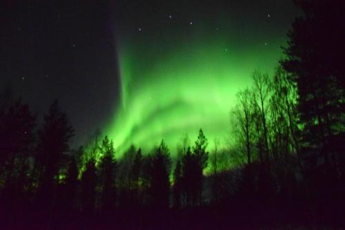 een noorderlicht in de lucht boven een bos van bomen bij Villa Riverside in Rovaniemi