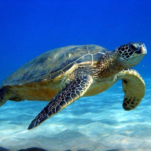 a green sea turtle swimming in the water at Studio COEUR PASSION VUE MER charme et standing in Saint-François