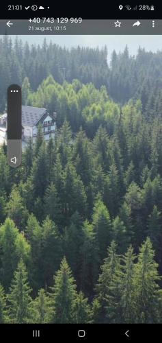a picture of a forest of green trees at Casa Sofia Bucovina in Ciumîrna