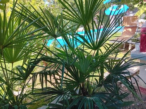 a group of palm trees in front of a pool at SOGNO Vacanze in Massa