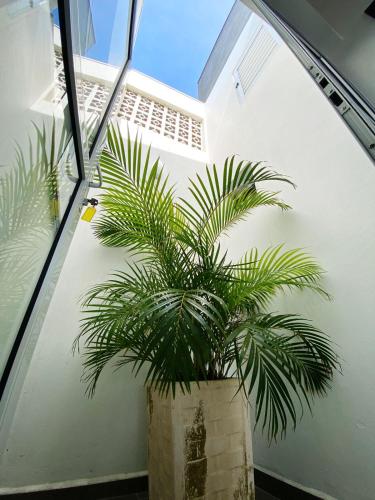 a plant in a pot sitting in a room at Sobrados Molhes in Passo de Torres