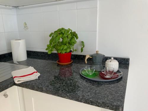 a kitchen counter with a plate and a plant on it at Al numero 5 in Francavilla di Sicilia