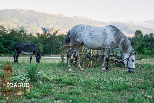 two horses grazing in a field of grass at Complex Praga in Gorno Lakočerej