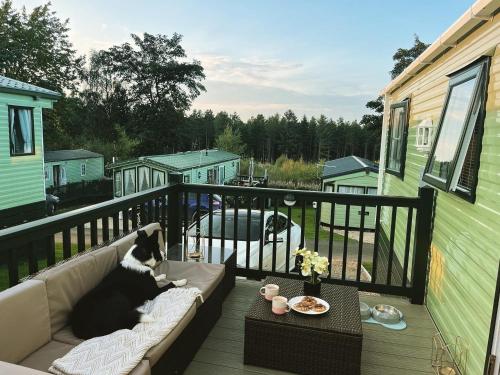 a black and white cat sitting on a couch on a balcony at The Ascot by North Shacks in Slaley