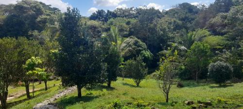 un champ avec des arbres et un ruisseau dans une forêt dans l'établissement Los Mandainos, à Santa Marta