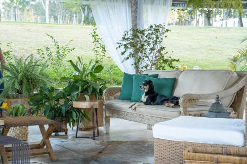 un chien assis sur un canapé sur une terrasse dans l'établissement Limoeiro da Concórdia Hotel Fazenda de Charme, à Itu