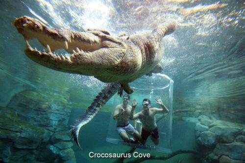 a man in a glass jar with a crocodile in the water at Zen by the Coast: 2-BR Cozy Retreat Near Uni/Shops in Casuarina