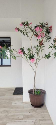 a potted plant with pink flowers in a room at Casa Domnească in Giurgiu