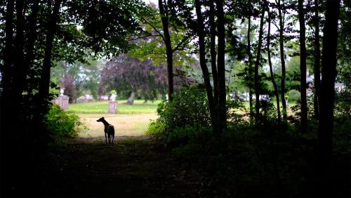 a dog standing on a path in a park at Le château de Bonnemare - Bed and breakfast in Radepont