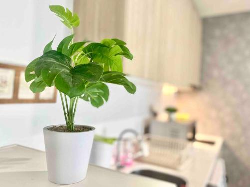 a green plant in a white pot on a kitchen counter at Tropicana 218 Macalister - Georgetown Family Homely 2BR Suite in George Town