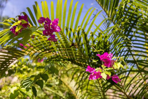 a bunch of pink flowers in front of a palm tree at Kampot Cabana in Kampot