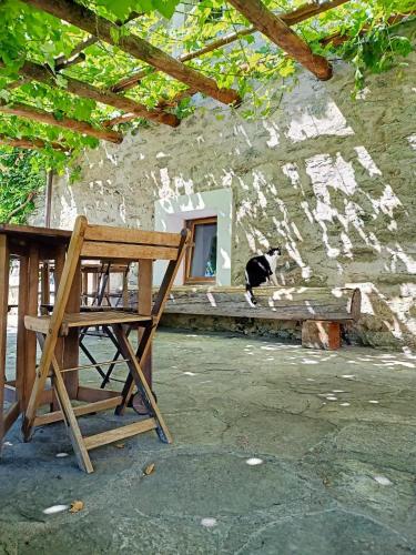 a black and white cat sitting on the ledge of a building at La Fattoria di Roven in Gignod