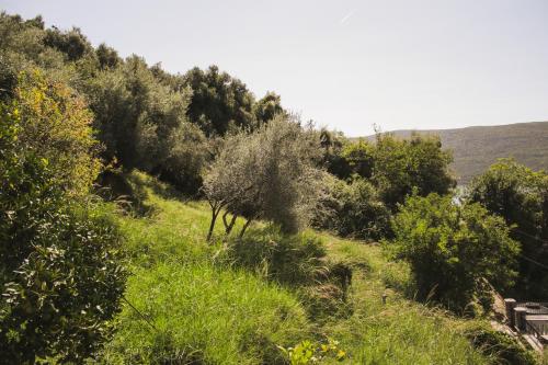 a grassy hill with trees and bushes at SeaView Zelenika in Herceg-Novi