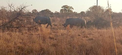 two elephants walking in a field of tall grass at De Rust Campsite in Hammanskraal