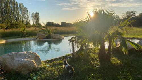 a cat standing in the grass next to a pond at Le Mas des Cerisiers JACUZZI et SAUNA inclus pour tous les logements in Avignon