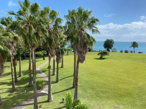 una fila di palme in un parco vicino all'oceano di Passion Caraïbe a Sainte-Luce
