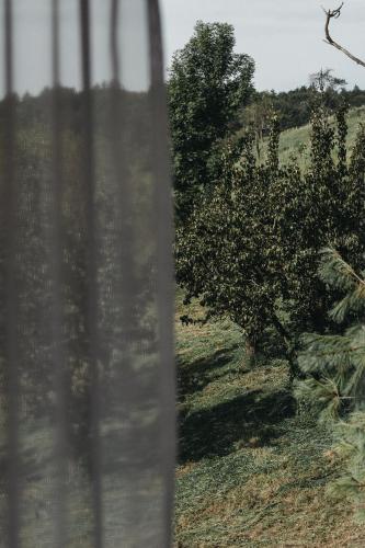 a view from a window of an apple tree at Das Dietrich - Landhaus 64 in Leibnitz