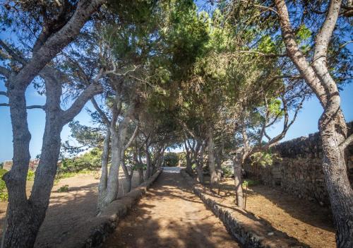a path through a forest of trees on a dirt road at Dammuso i Pini di Kaddiuggia (CIR19081014C224053) & Dammuso di Mena (CIR 19081014C224052 in Pantelleria