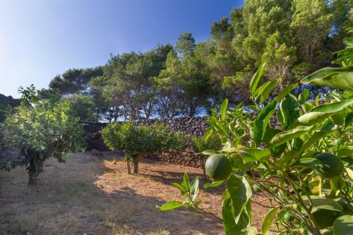 a garden with fruit trees and a stone wall at Dammuso i Pini di Kaddiuggia (CIR19081014C224053) & Dammuso di Mena (CIR 19081014C224052 in Pantelleria