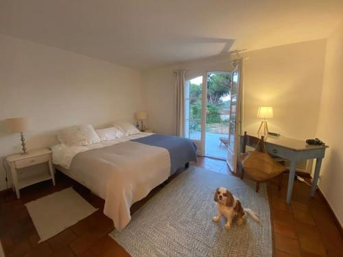 un chien debout dans une chambre avec un lit et un bureau dans l'établissement Bastide de l'Hermitan - Golfe de Saint Tropez, à Cogolin