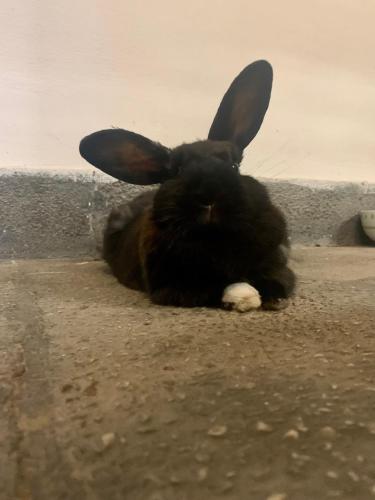a black rabbit sitting on the ground with its ears up at Forst-Ház Apartman in Eger