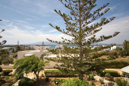 a pine tree in the middle of a yard at Maroussa Studios in Agia Anna Naxos