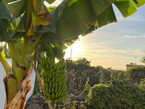 un montón de plátanos colgando de un plátano en Un Paraiso En Tenerife, en Punta del Hidalgo