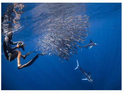 a person in the water with a group of sharks at Casa Kayack in San Carlos