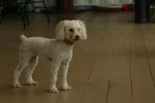 Mascotas con sus dueños en Casa Luce