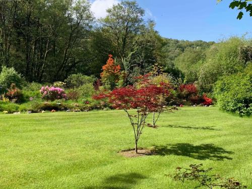 Cozy Cottage - Near Brew Pub / Snowdonia National Park. في كارنارفون: شجرة صغيرة في وسط ميدان عشبي