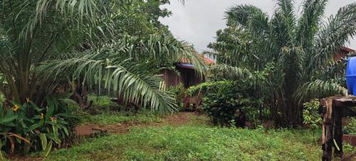 a garden with palm trees and a house at Tree Trails Homestay & Offers Jungle Trekk-Scooter For Rental in Banlung