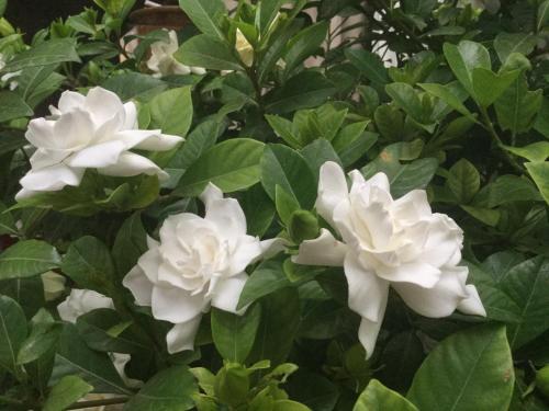 a bush of white flowers with green leaves at Hotel Les Templiers in Aigues-Mortes