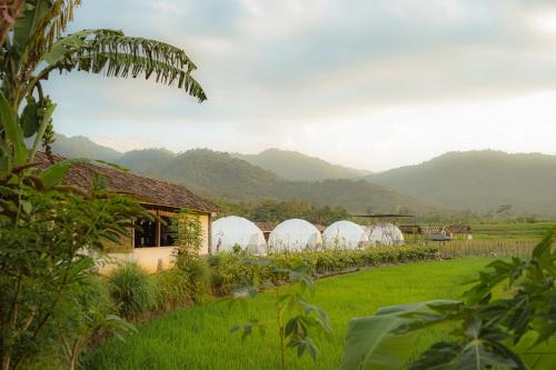 a row of domes in a field with mountains in the background at Borobudur Luxury Glamping in Magelang