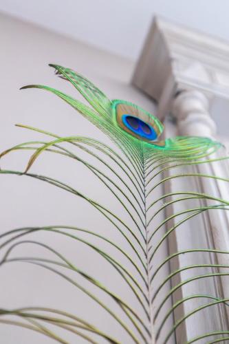 une plume de paon assise sur un livre dans l'établissement Domaine Castell de Blés, à Saint-Génis